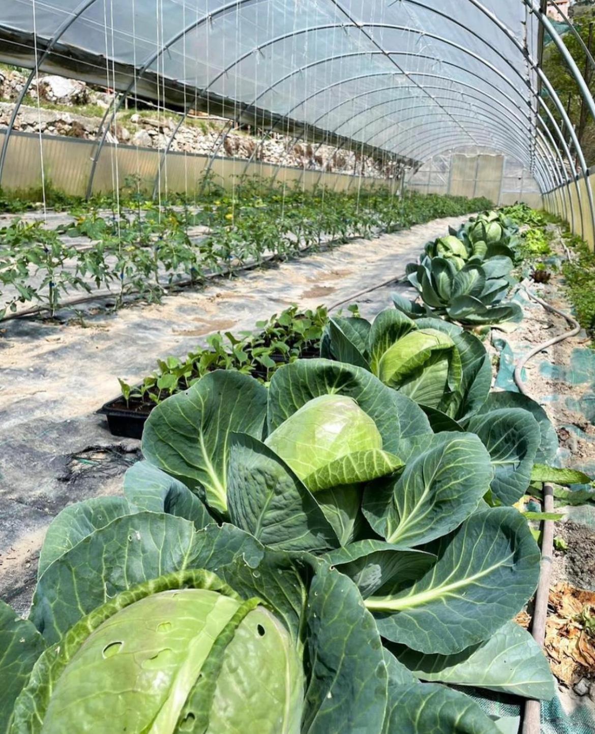 ホテル Agricamping Le Terrazze オルコ・フェリーノ エクステリア 写真